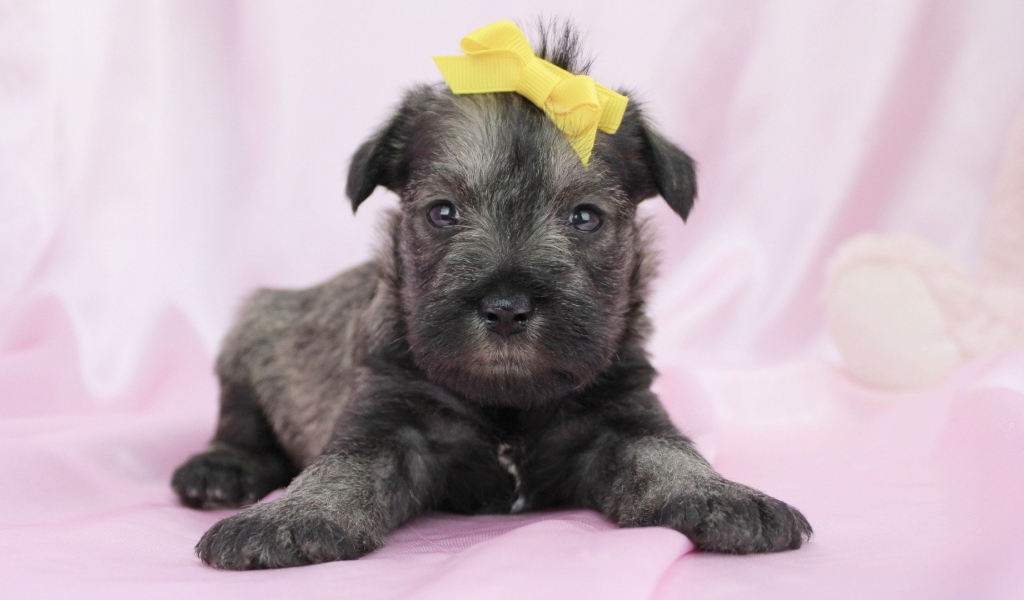 Милый щенок шнауцера с бантом на голове