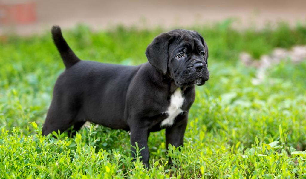 Милый черный щенок Кане корсо стоит на зеленой траве
