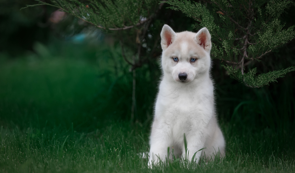 Милый голубоглазый щенок хаски в зеленой траве 
