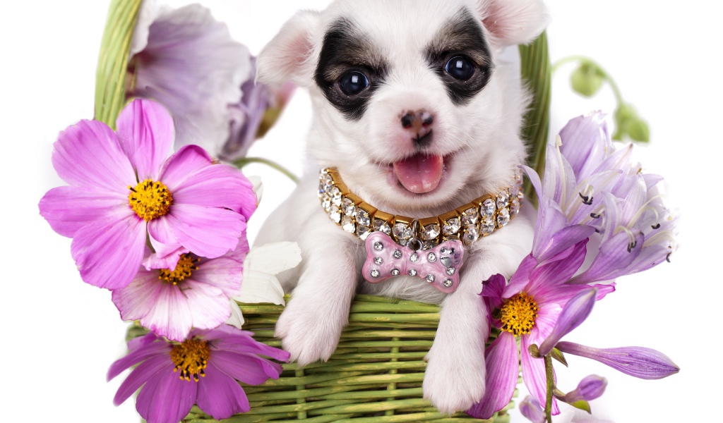 Милый щенок чихуахуа в корзине с цветами космеи на белом фоне