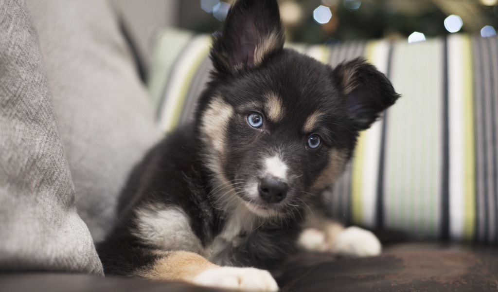 Милый маленький щенок с голубыми глазами