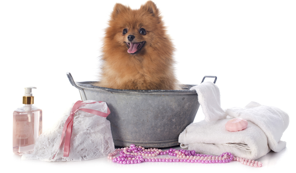 Милый шпиц в тазике с банными принадлежностями на белом фоне