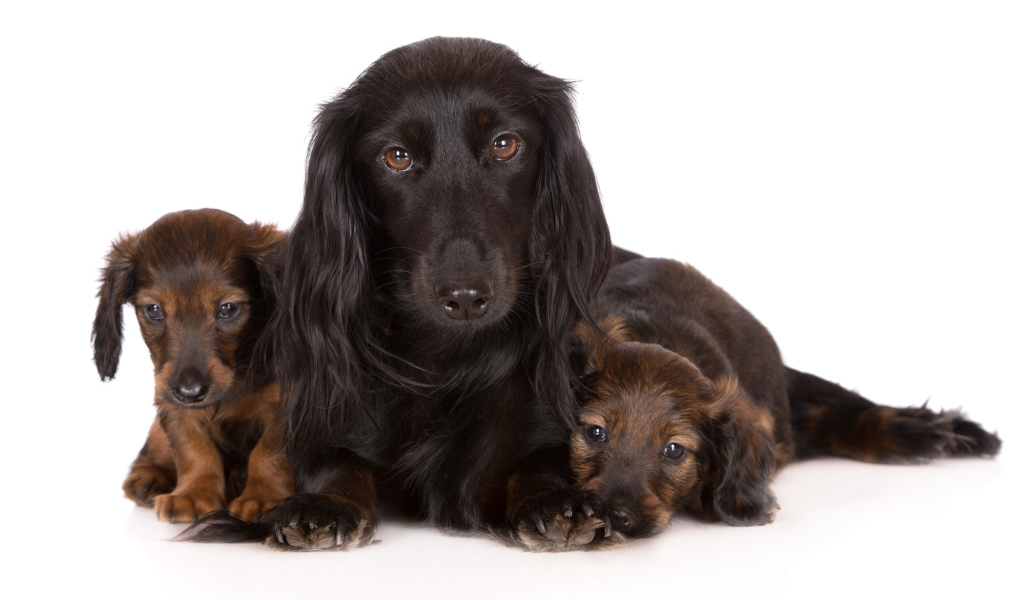 Такса с двумя забавными щенками на белом фоне