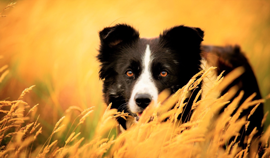 Собака породы бордер колли сидит в сухой траве