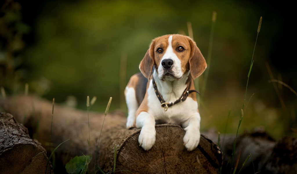 Собака породы бигль лежит на сухом бревне