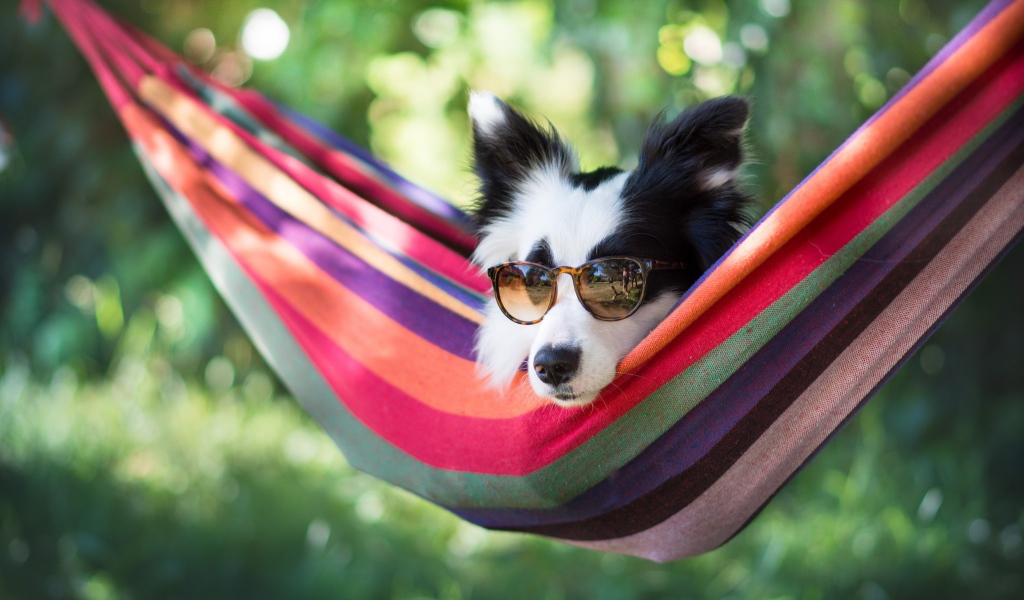 Собака породы Бордер-колли в очках лежит в гамаке