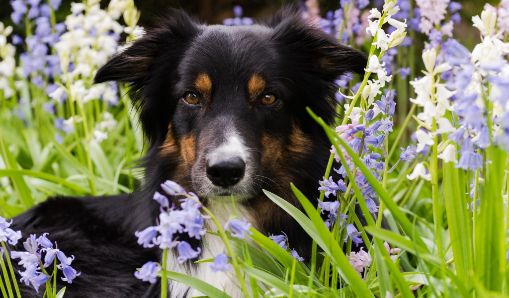 Собака породы бордер-колли лежит в цветах