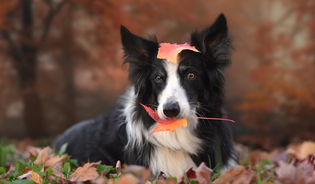 Собака породы бордер колли с желтым листом во рту