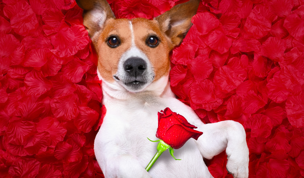 Собака породы Джек-рассел-терьер с розой лежит на красных лепестках
