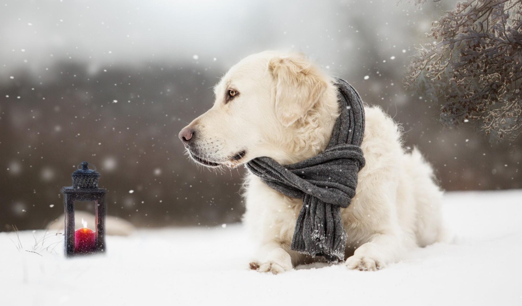 Собака породы золотистый ретривер с шарфом на шее лежит на снегу
