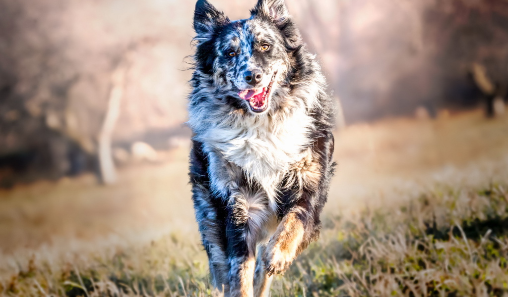 Собака породы Бордер-Колли бежит с высунутым языком по траве