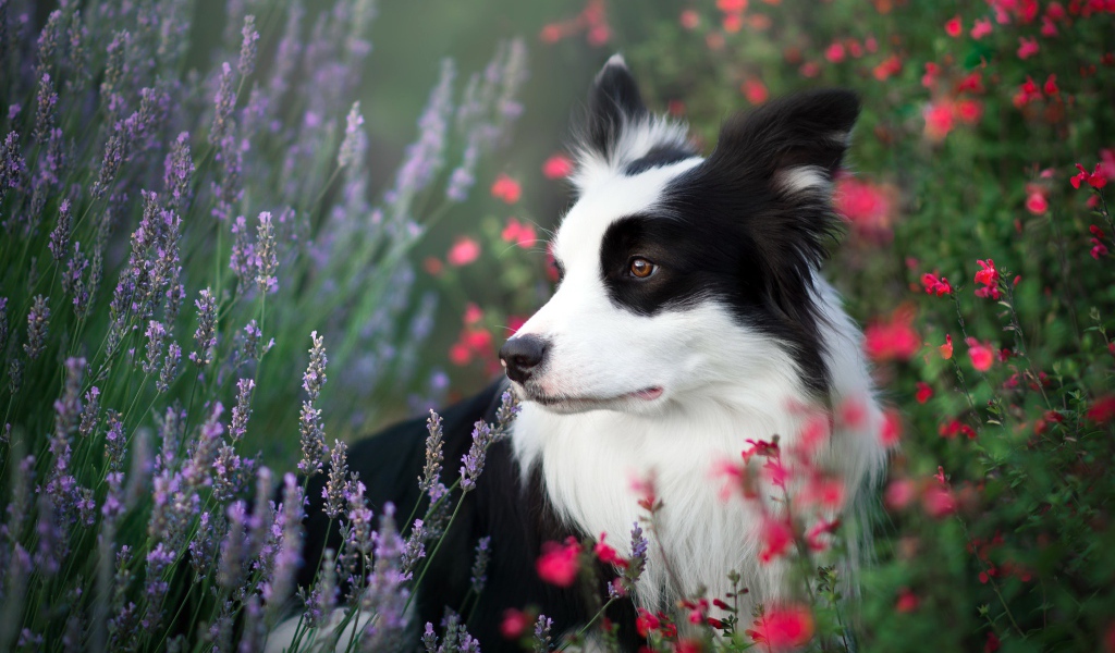Собака породы Бордер-Колли сидит в полевых цветах