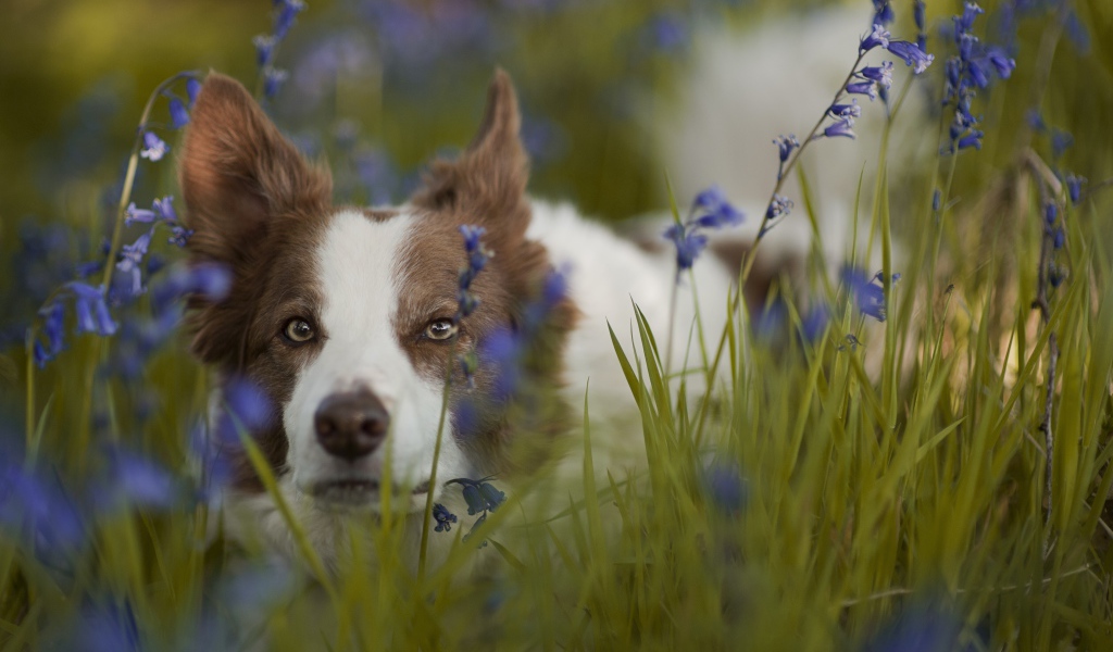 Собака породы бордер-колли лежит в синих полевых цветах