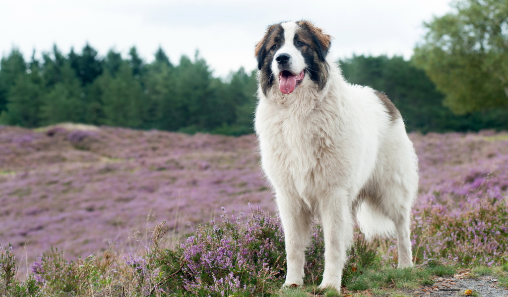Собака породы московская сторожевая на поле с сиреневыми цветами