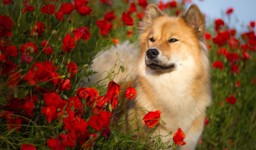 Собака породы Евразиер стоит в красных маках летом