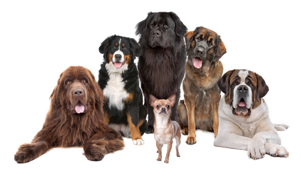 Собаки позируют для портрета на белом фоне