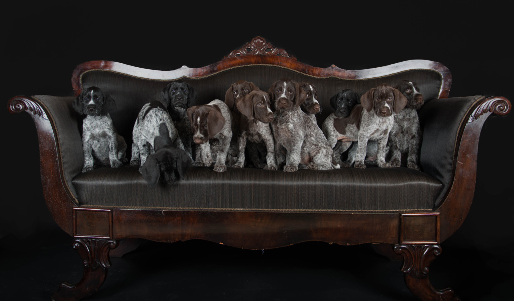 Щенки породы Дратхаар и Курцхаар сидят на кожаном диване 