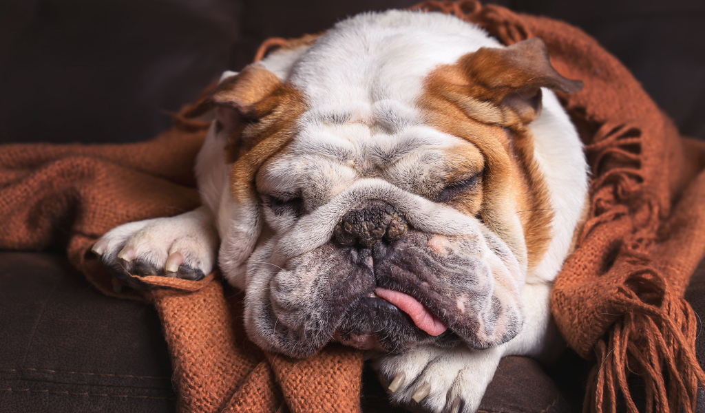Спящая собака породы английский бульдог 