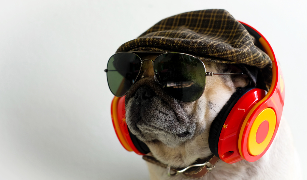 Английский бульдог в наушниках, очках и кепке 