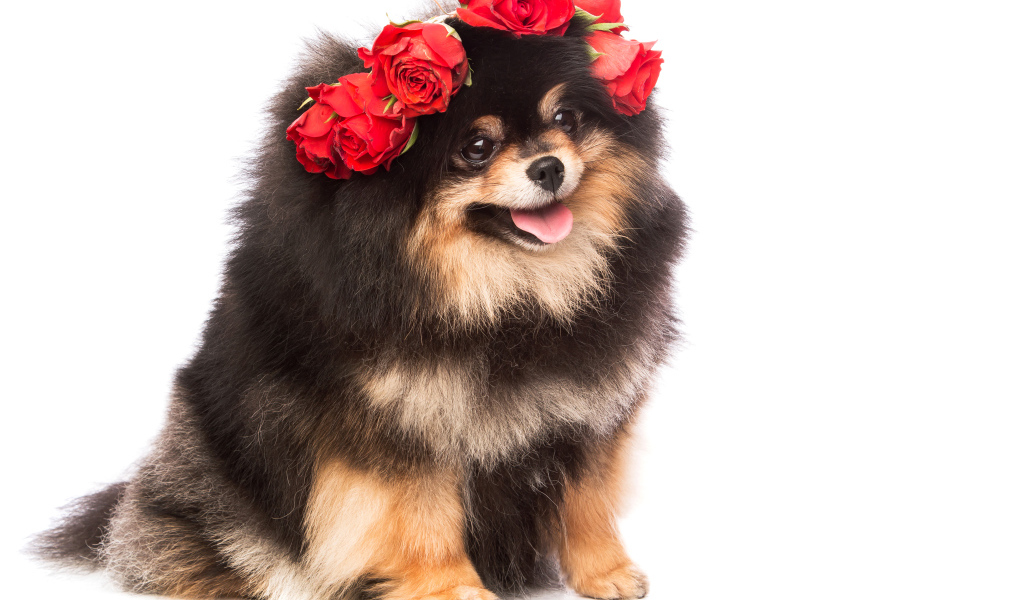 Пушистый шпиц с высунутым языком с розами на голове
