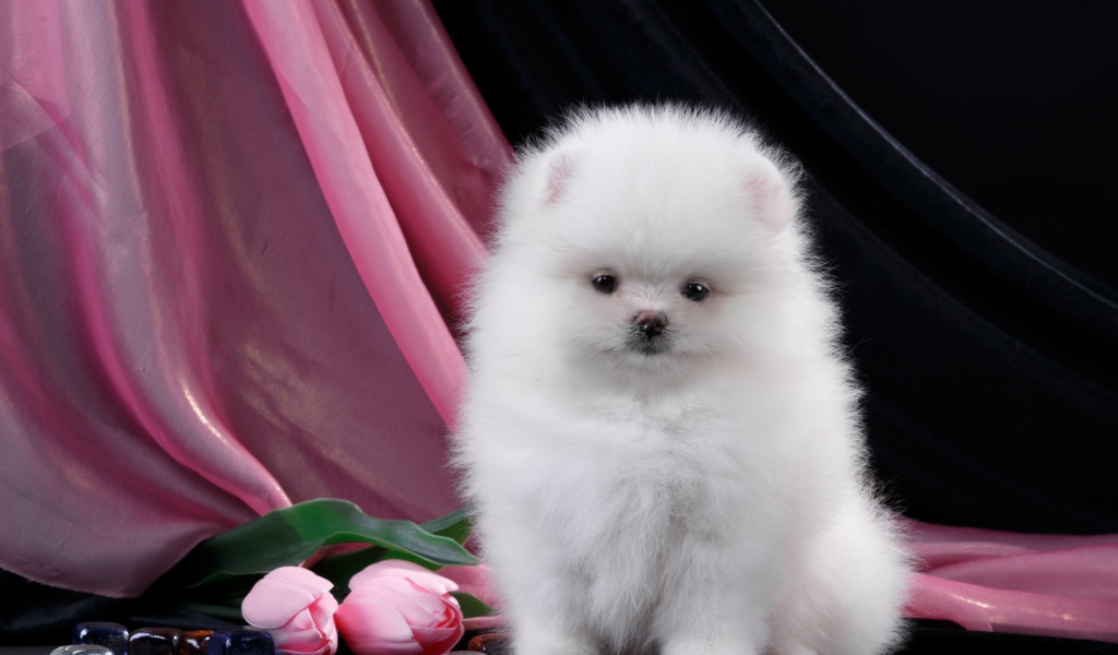 Пушистый белый шпиц с розовыми тюльпанами