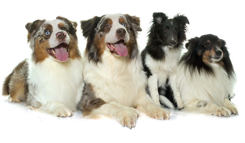 Четыре собаки породы Австралийская овчарка на белом фоне