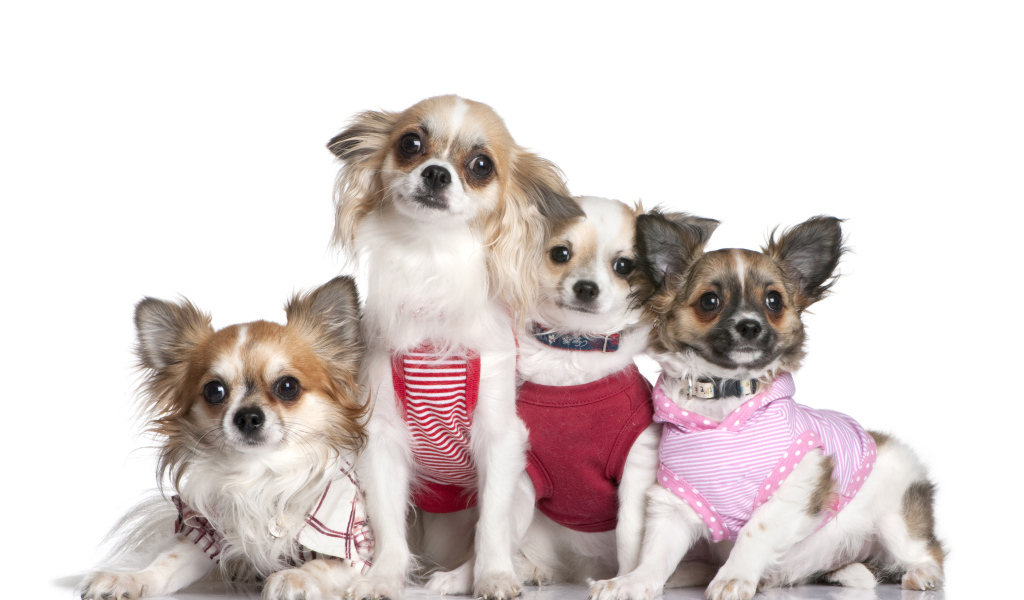 Четыре собаки породы чихуахуа в костюмах на белом фоне