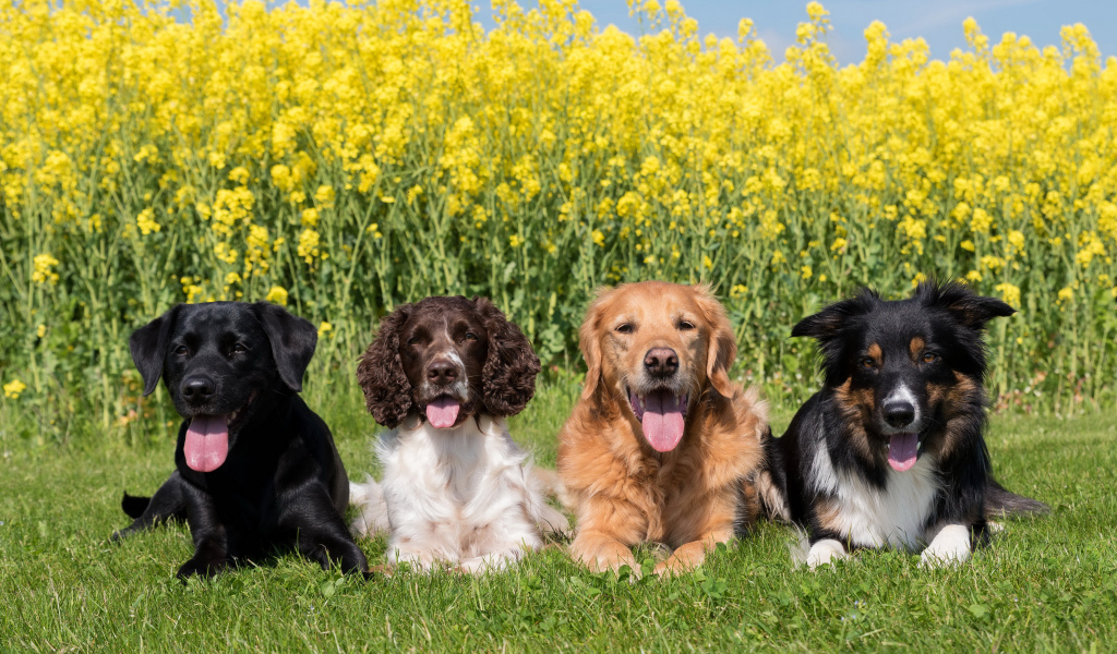 Четыре породистых собаки лежат на зеленой траве у желтых цветов