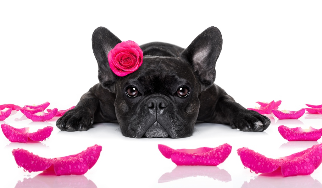 Собака породы французский бульдог с розой на голове 