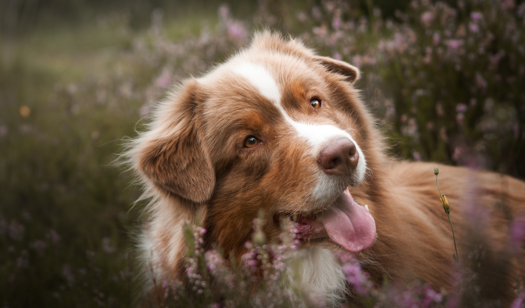 Забавная Австралийская Овчарка с высунутым языком