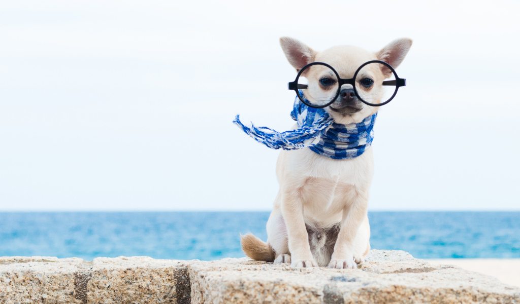 Смешной чихуахуа в больших очках и синем шарфе