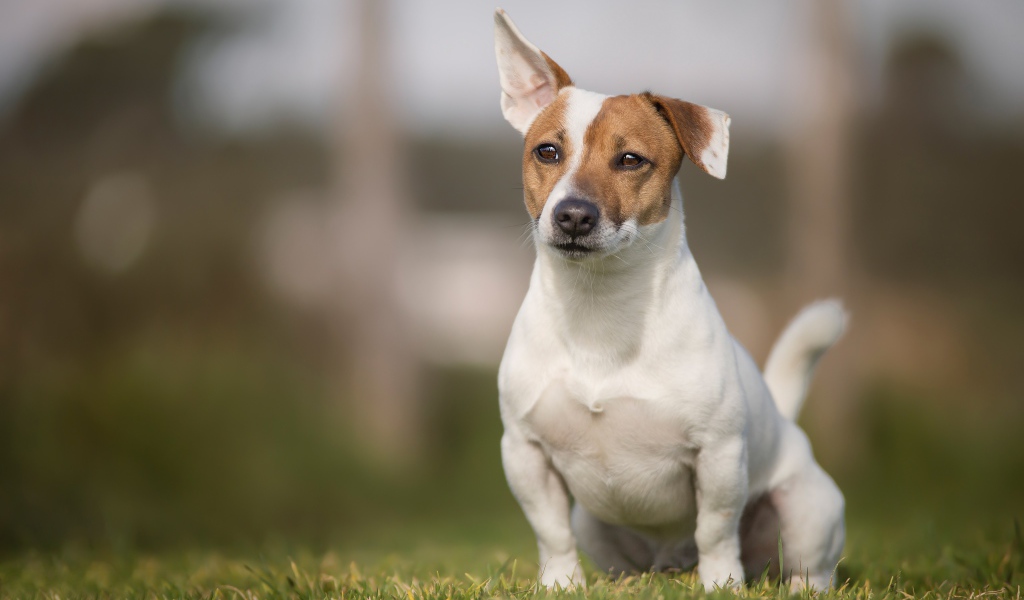 Забавный Джек-рассел-терьер сидит на зеленой траве