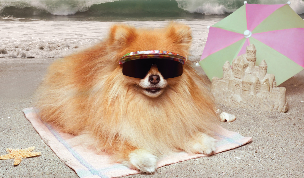 Смешной шпиц в очках загорает на пляже