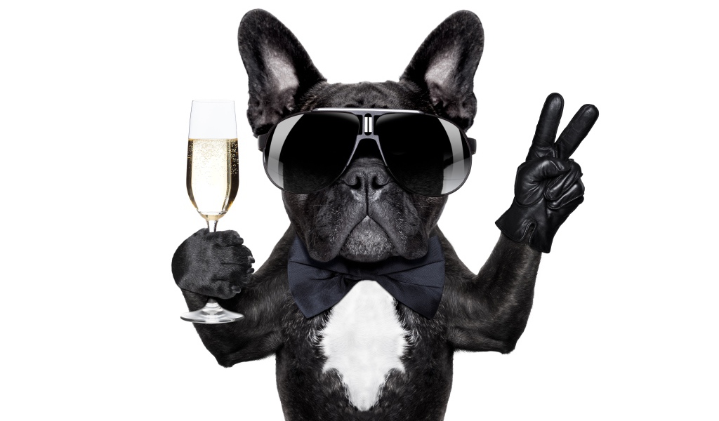 Смешной черный бульдог в очках с фужером в лапе на белом фоне