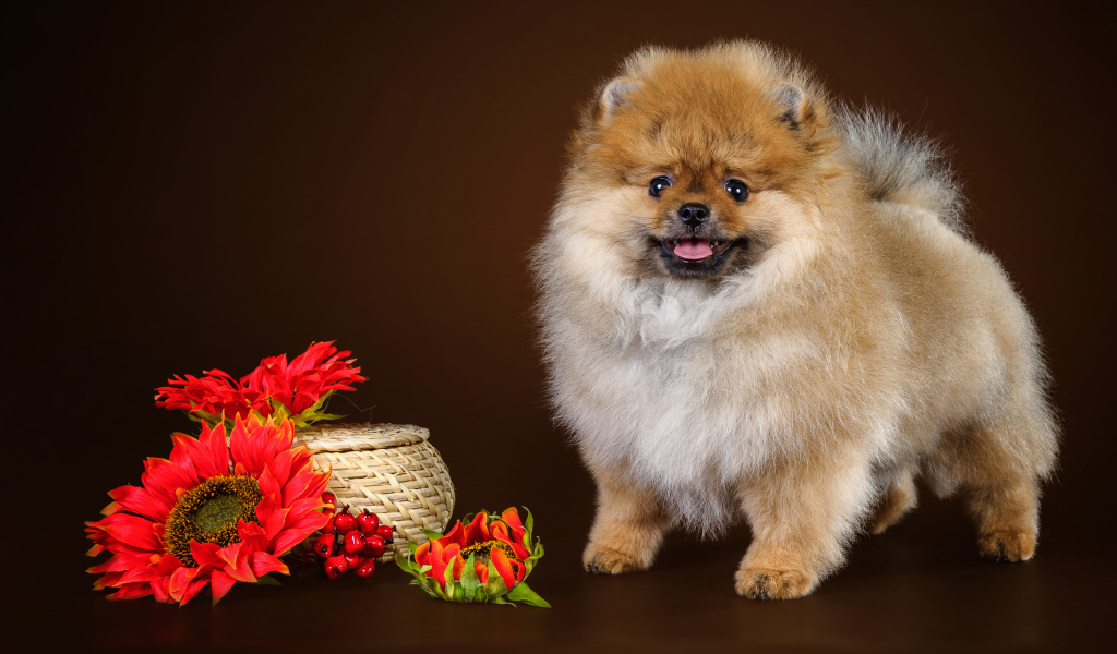 Забавный пушистый шпиц с красными цветами