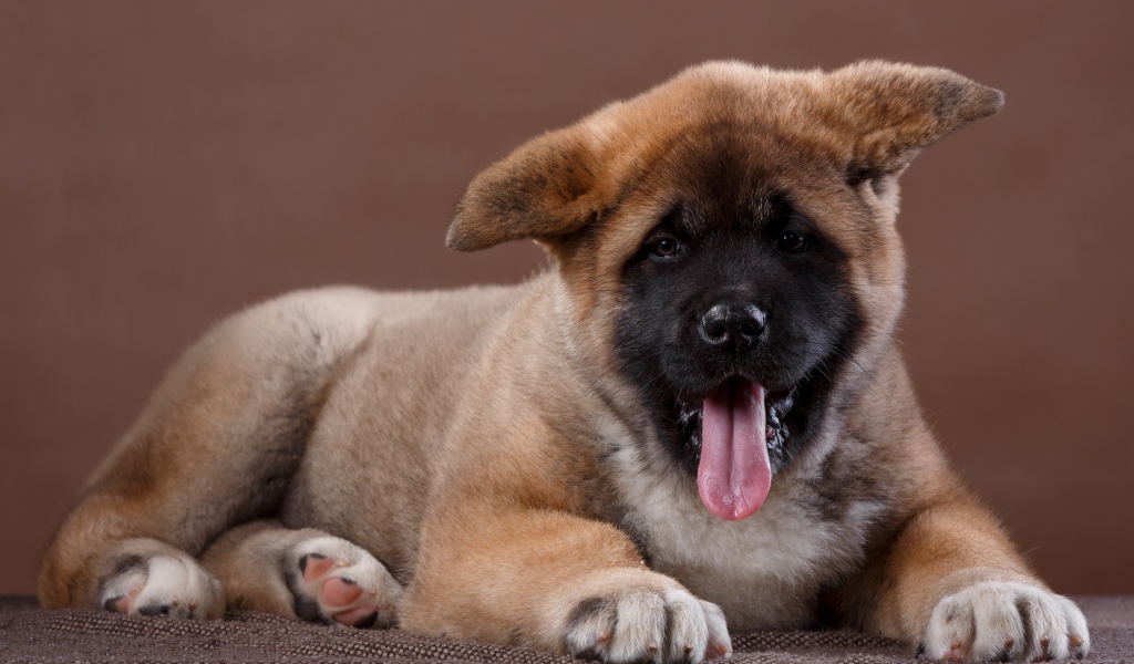 Забавный маленький щенок акита - ину  с высунутым языком