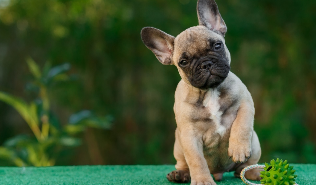 Забавный щенок французского бульдога с игрушкой