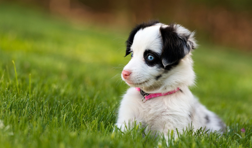 Забавный щенок с голубыми глазами сидит в зеленой траве