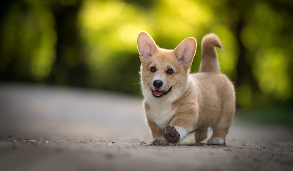 Забавный щенок вельш корги с высунутым языком