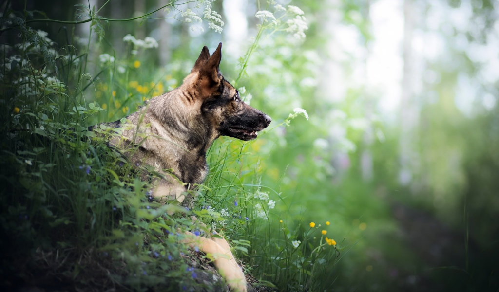 Немецкая овчарка сидит в засаде в зеленой траве