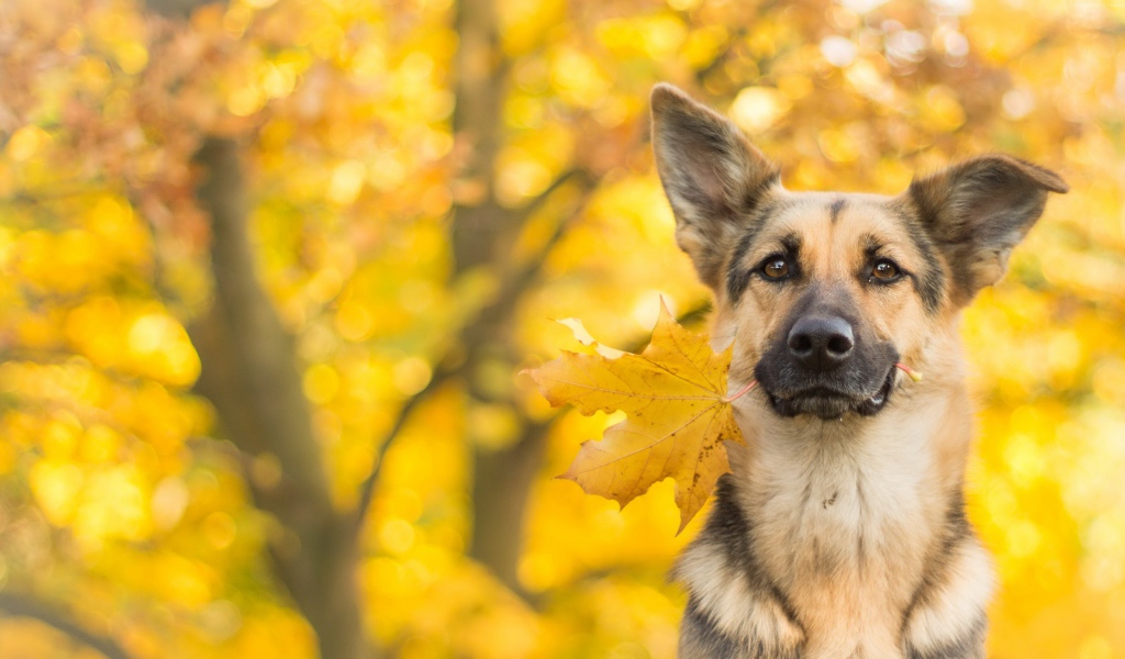 Собака породы немецкая овчарка с желтым осенним листом в зубах