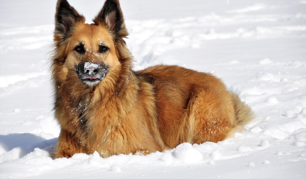 Немецкая Овчарка лежит на снегу зимой
