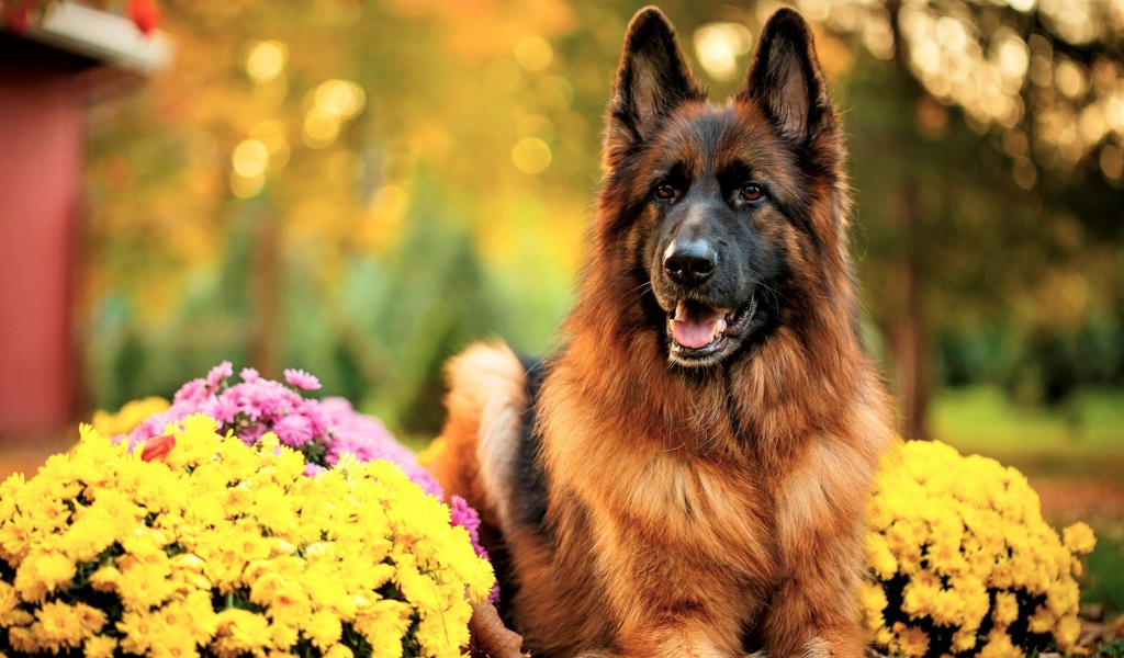 Немецкая овчарка с высунутым языком с кустами хризантем