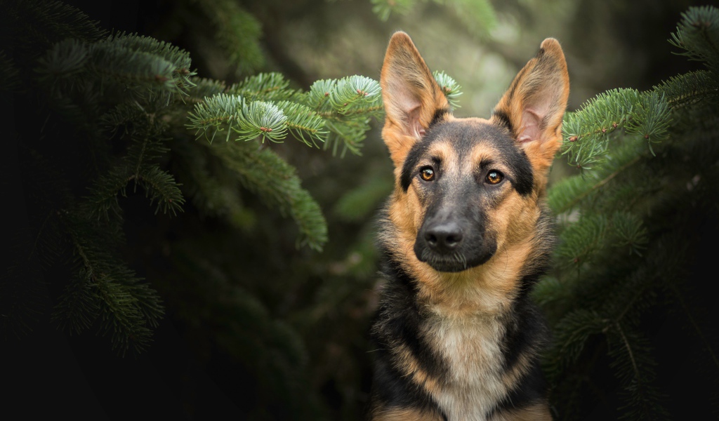 Немецкая овчарка сидит в зеленых ветках ели
