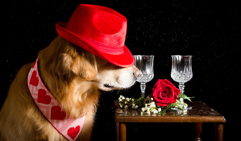 Золотистый ретривер в красной шляпе у стола