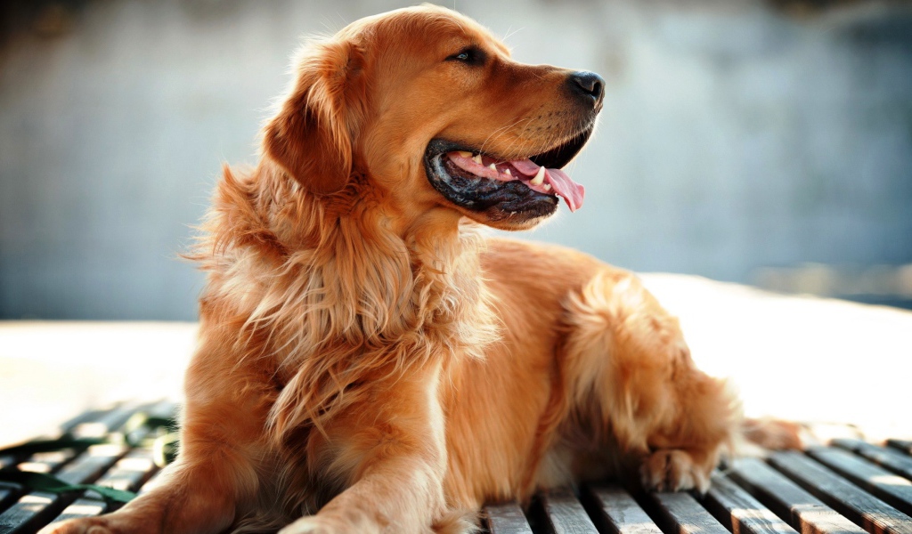 Добрый золотистый ретривер с высунутым языком 