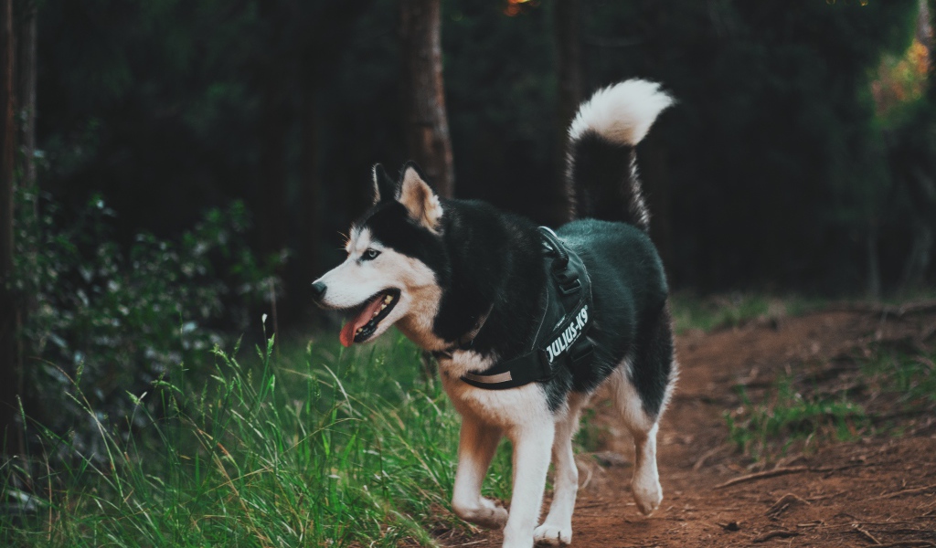 Собака породы хаски на прогулке