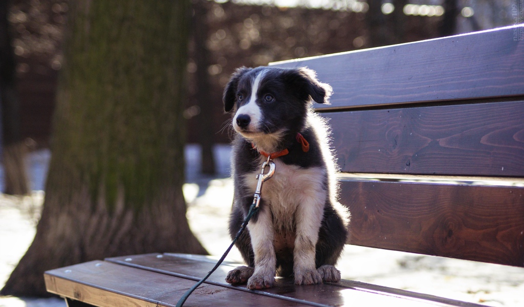 Маленький щенок бордер - колли сидит на лавочке