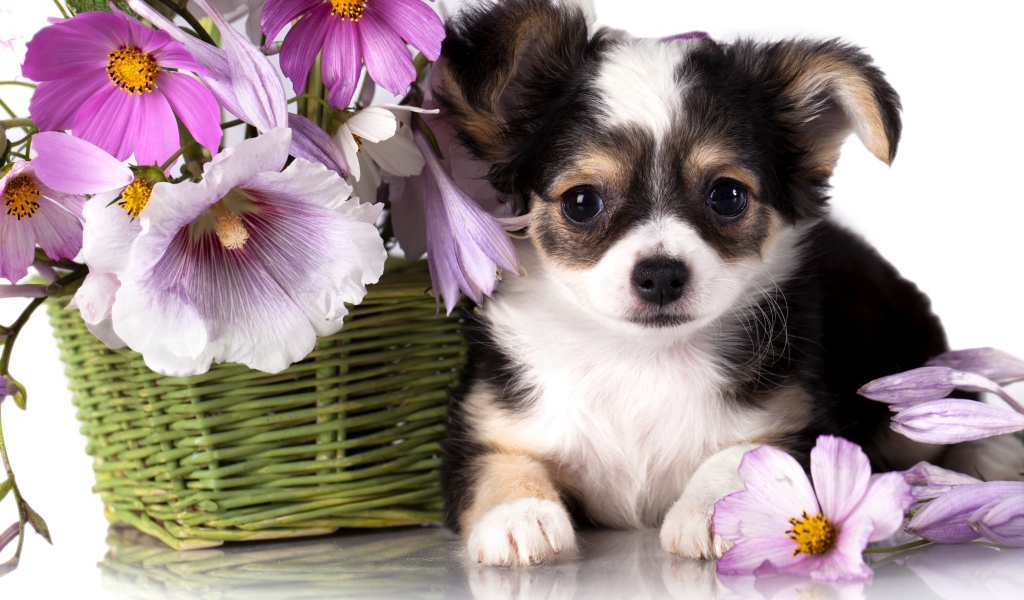 Маленький щенок чихуахуа с корзиной цветов космеи