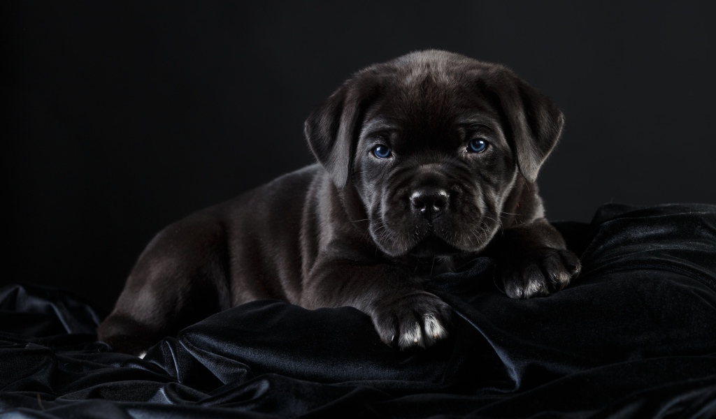 Маленький черный голубоглазый щенок породы Кане корсо на черном фоне